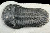 Bargain, Hollardops Trilobite - Very Large Example #80646-2